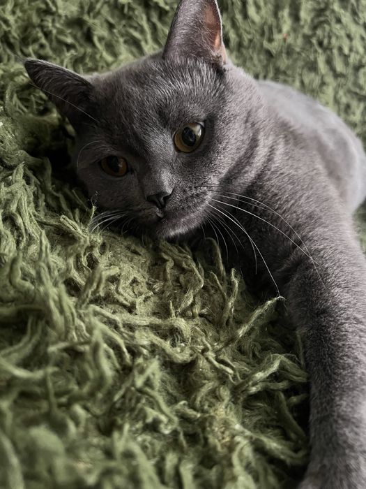 Милий домашній котик у добрі руки :) Довговухий британець