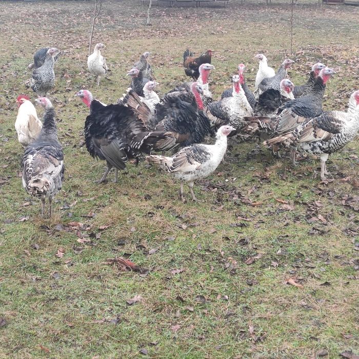 Продам індики індюки індички