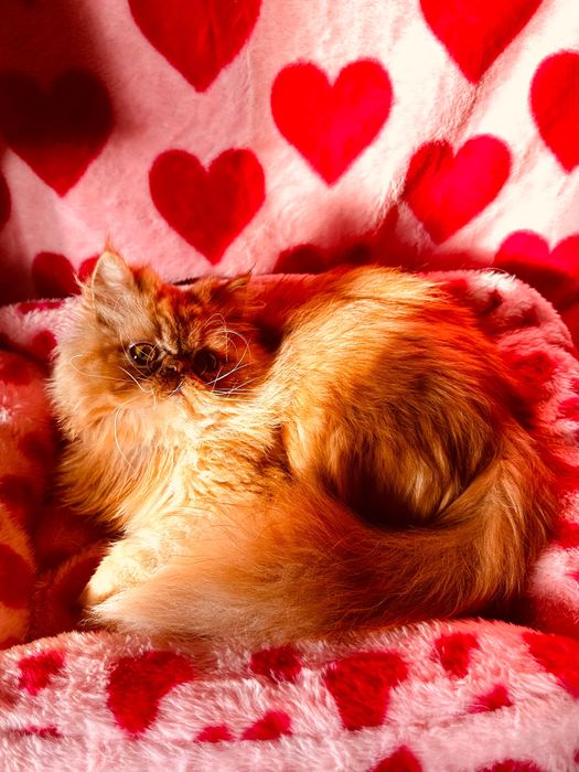 Słodki Garfield perski, kotek, kot, pers, persy, perskie, perska