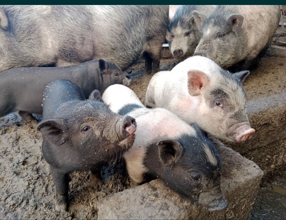 Поросята есть свинки и кабанчики