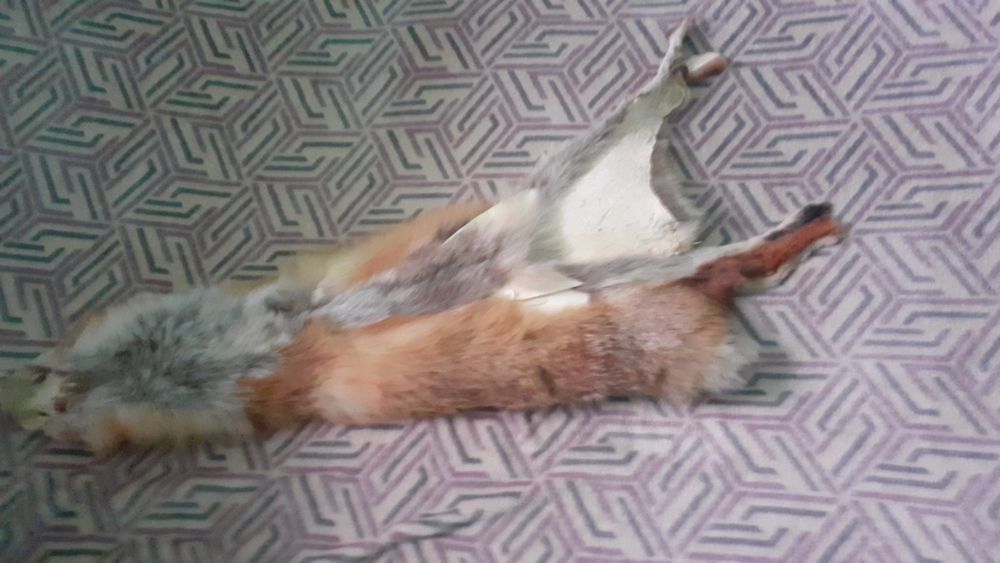 Шкіра з лисиці виправлина