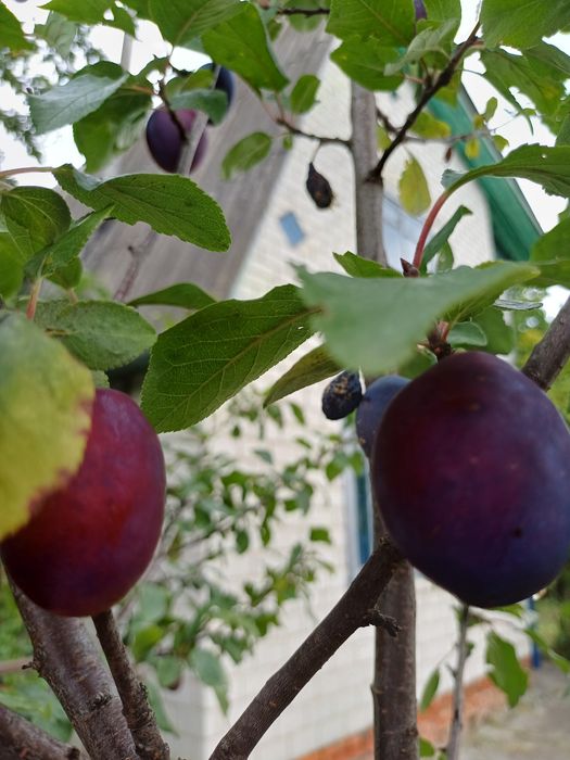 Продам Дачу в Березанке