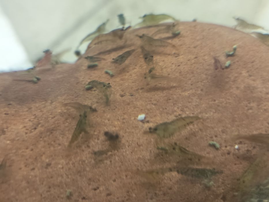 Sprzedam krewetki mix