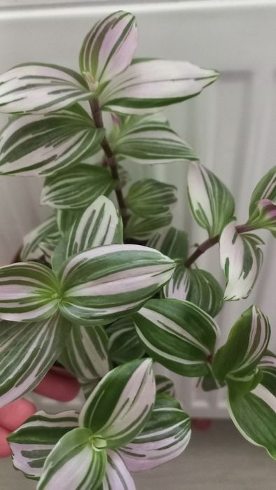 Філодендрон Мексіканум