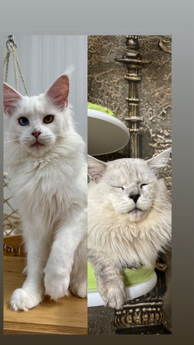 Ексклюзивні лінії, розкішний типаж дівчата та хлопчики мейн кун 5 міся