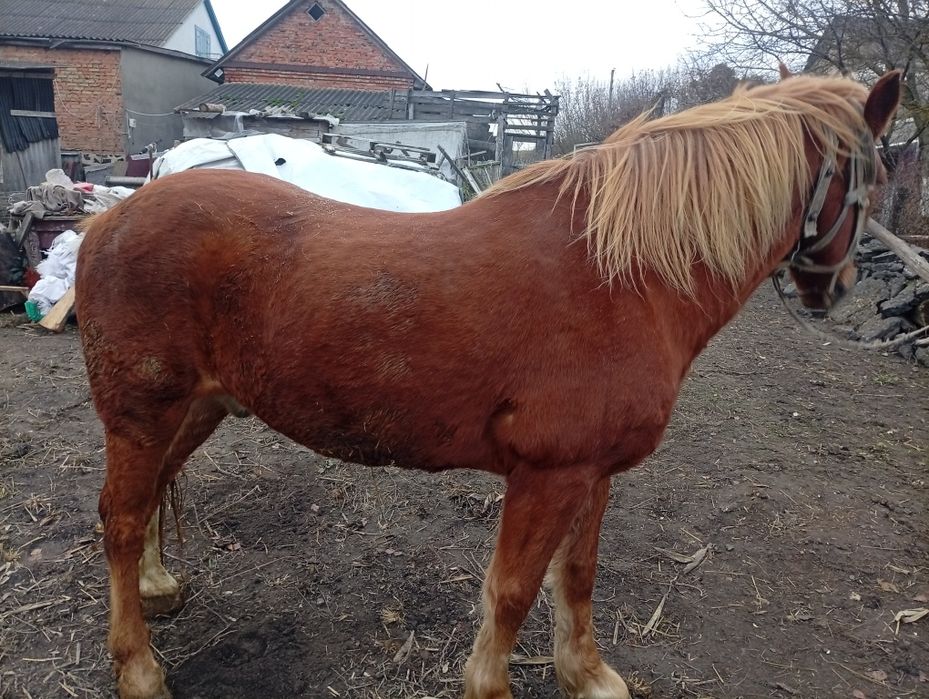 Продам робочого Коня