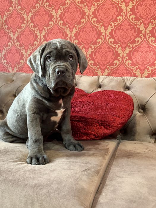 Крутезний хлопчик-Cane corso Italiano
