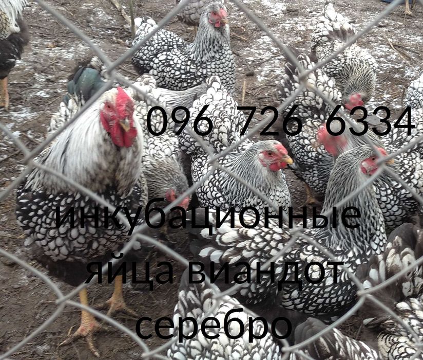 инкубационное яйцо курей виандот серебро віандот яйця на інкубацію