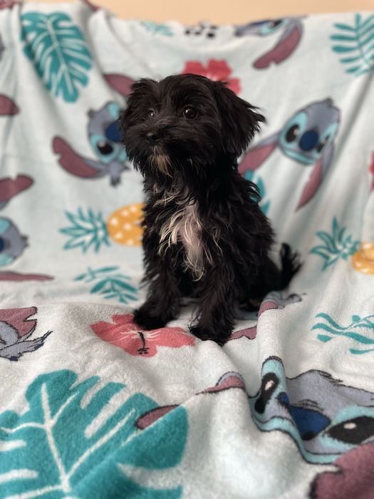 York yorkshire terrier black sunia