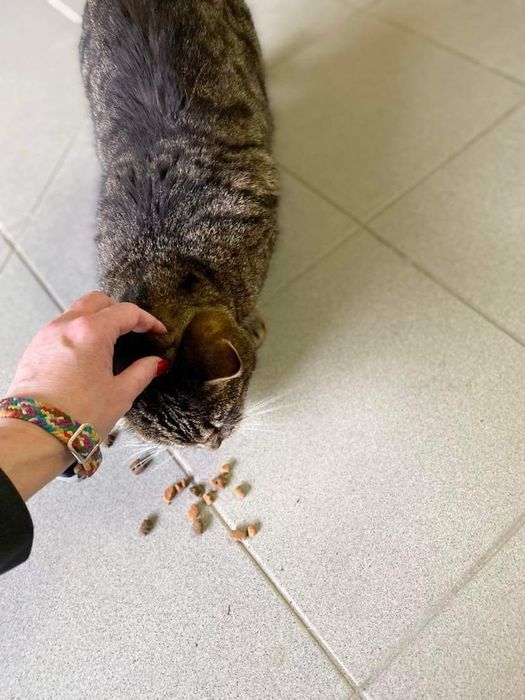 Kocurek Żbik do adopcji od ponad 4lat :(