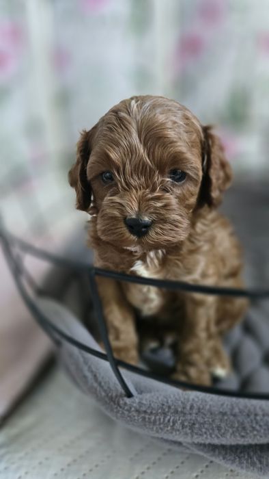 Cavapoo/ chłopczyk