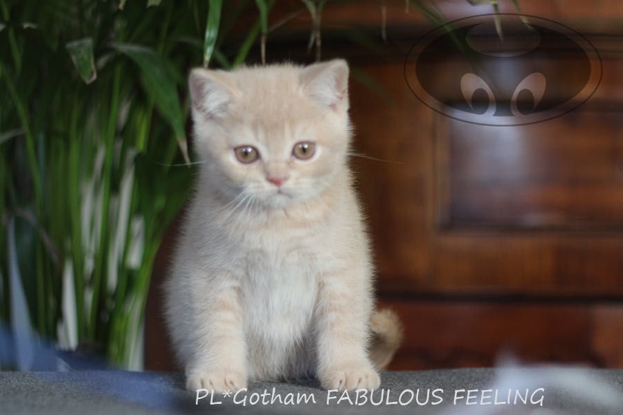 Piękny kocurek brytyjski po przebadanych rodzicach - FIFE.