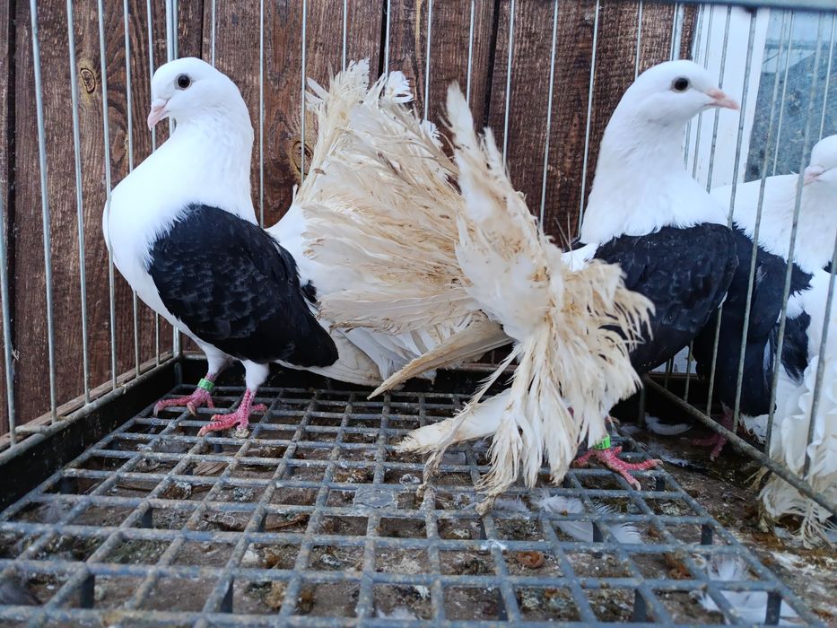 Pawiki gołębie  pary