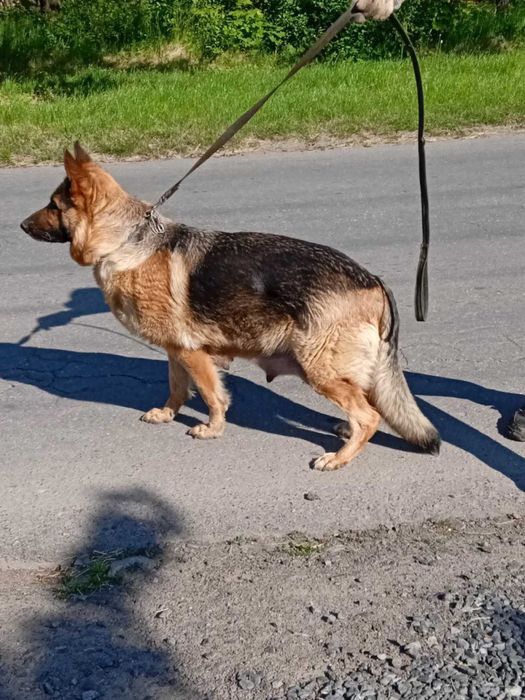 Цуценята Німецької вівчарки