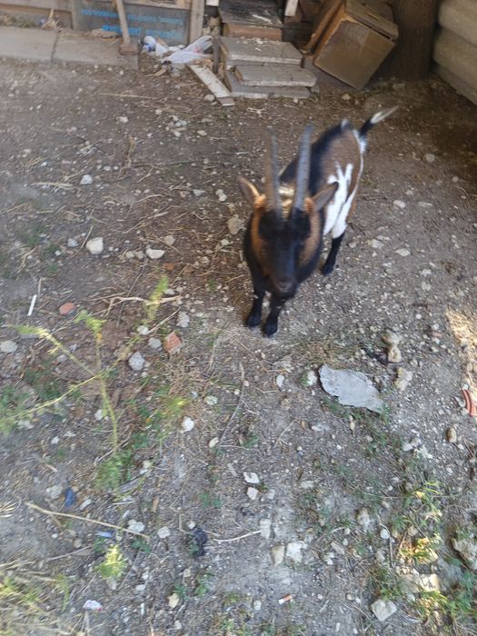 Cabra bode anã para venda