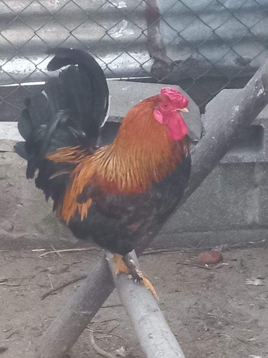 Coquichos 1 macho e 2 femeas