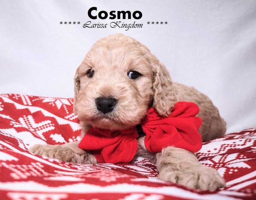Wyjątkowe Liliowe Cockapoo! - Bardzo Rzadko spotykane / Unikatowy Piesek / tata Pudel Toy / mama  Cocker Spaniel Angielski