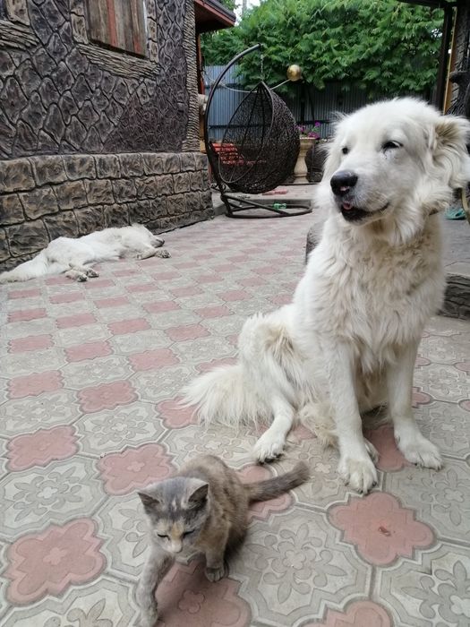 Вязка Кавказской авчарка