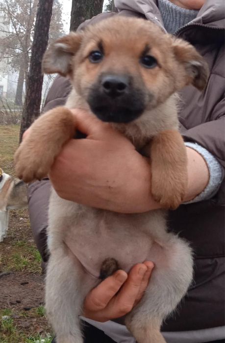 Цуцентяка шукають дім