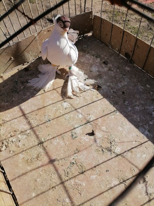 Krymki białostockie czerwone