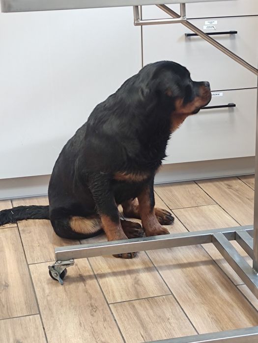 Rottweiler super mocna suczka z metryką Związku Kynologicznego