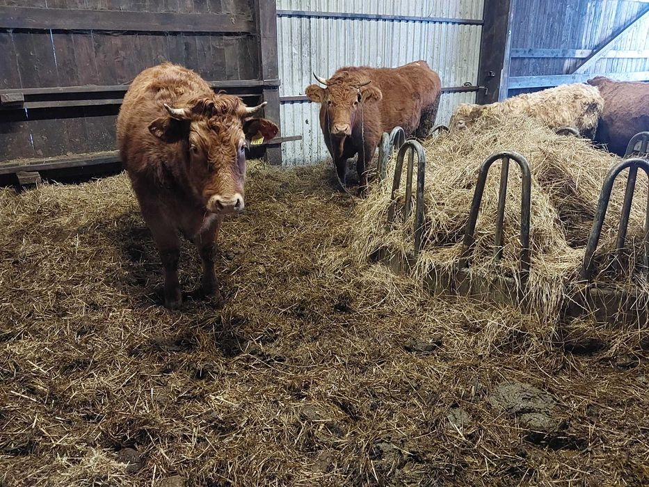 Sprzedam krowę Limousine/Wysoko cielną/ Waga: 700kg
