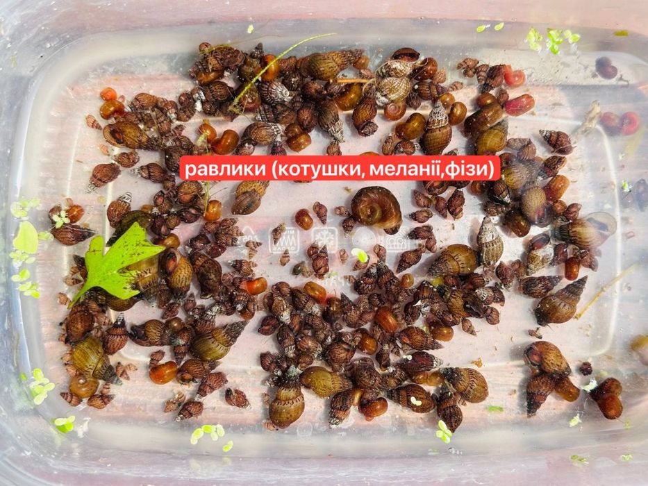 Рослини для черепах.Растения для черепах.Корм для черепах-ряска,пістія