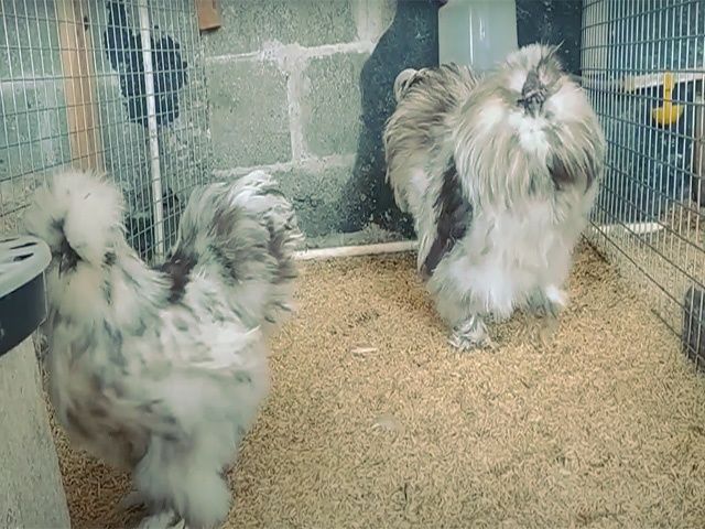 інкубаційне яйце Китайська шовкова: смугаста, шоколодна, палева,спліш.