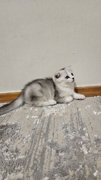 Шотландські кошенята