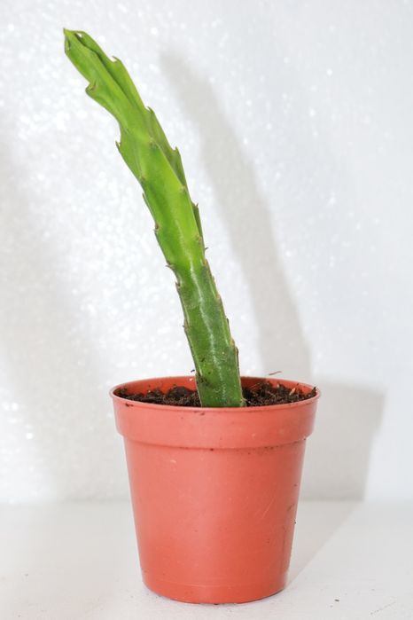 Vendo stapelia grandiflora