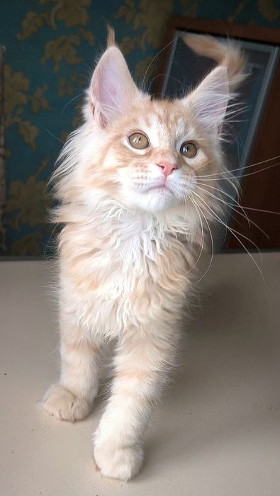 Мейн-Куны. Котодетки с документами.