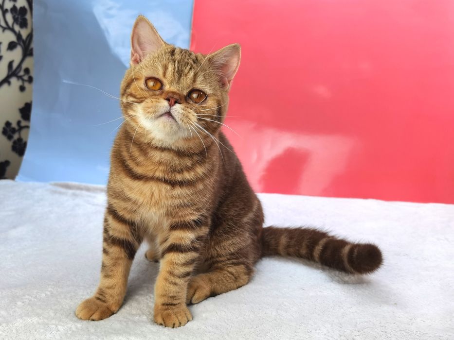 Шотландская девочка шоколадная мраморная с документами