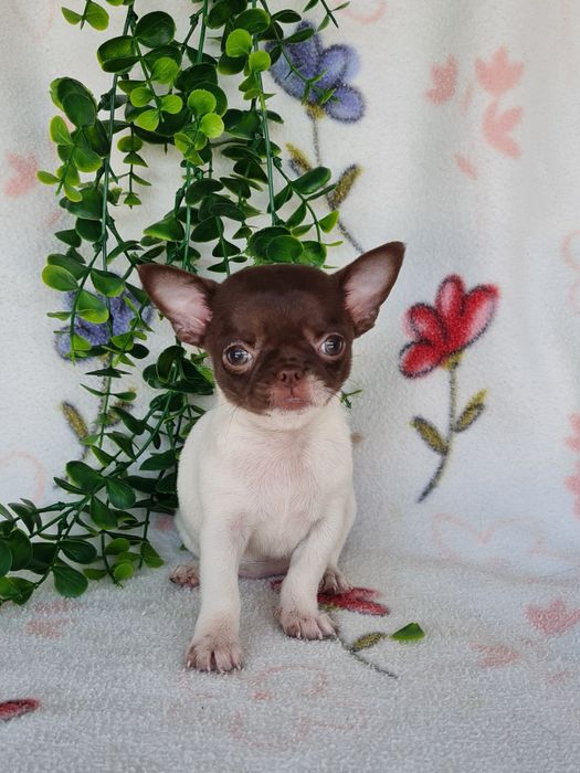 Excelente super miniatura menina Chihuahua/Chiuaua LinhagemRussa de Qualidade