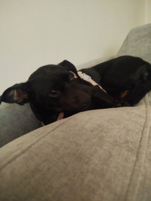 Pinscher cruzada