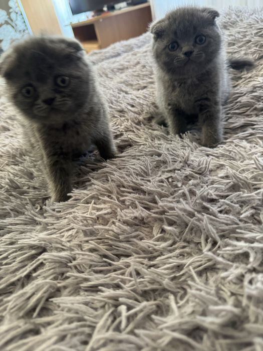 Кошенята шотландці