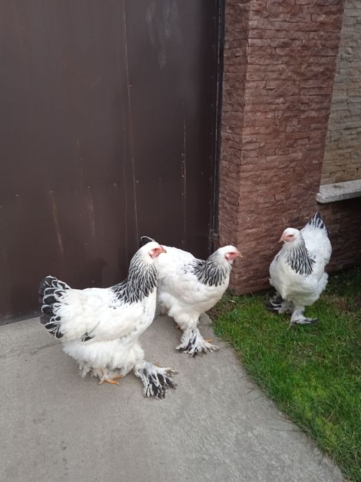 Кури Світлої брами