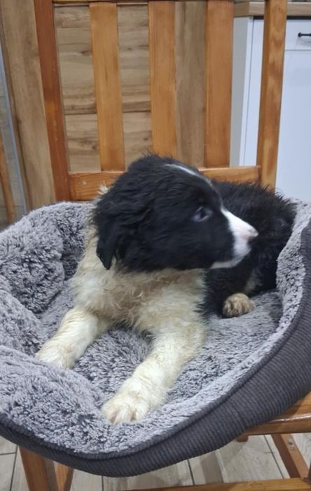 Border collie piesek