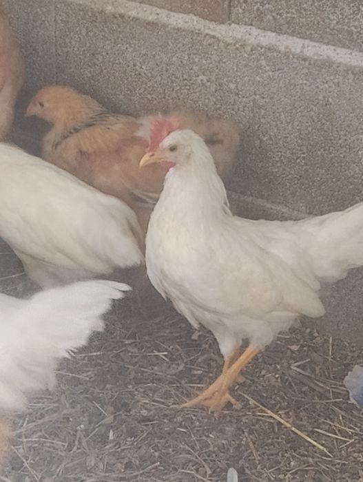 Vendo frangos de raça