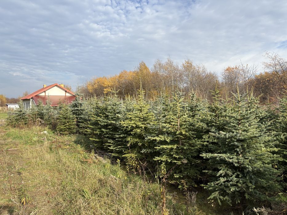 Likwidacja plantacji choinek ,świerk srebrny , choinka na święta