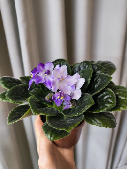 Фіалки (квітучі) різних сортів. Відправляю зараз