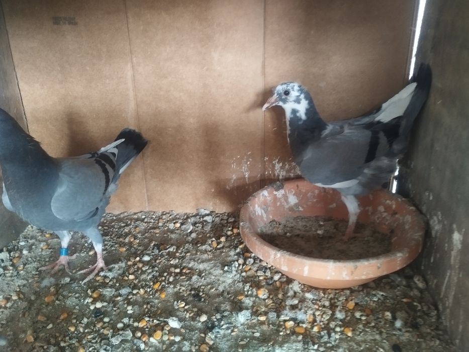 Pombas correio para venda