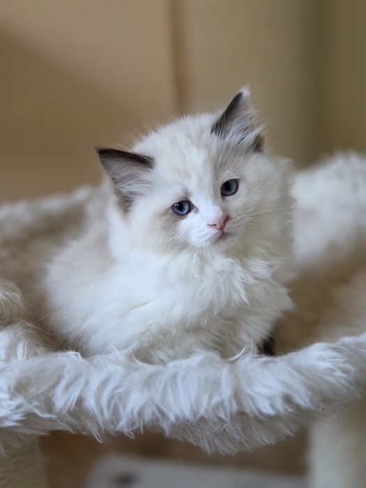 Ragdoll kotka FPL