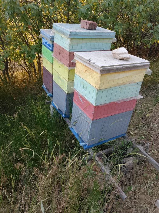 Продам бджолопакети