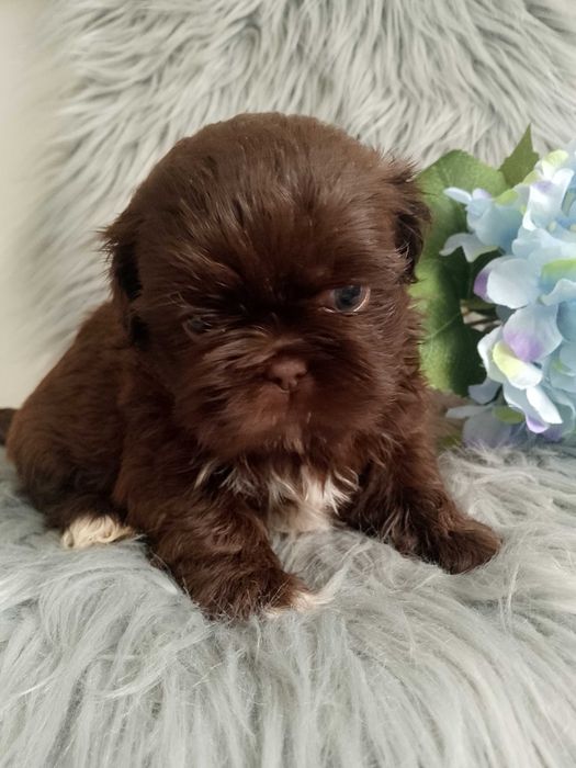 Piękny chłopak rasy Shih-Tzu szuka domku