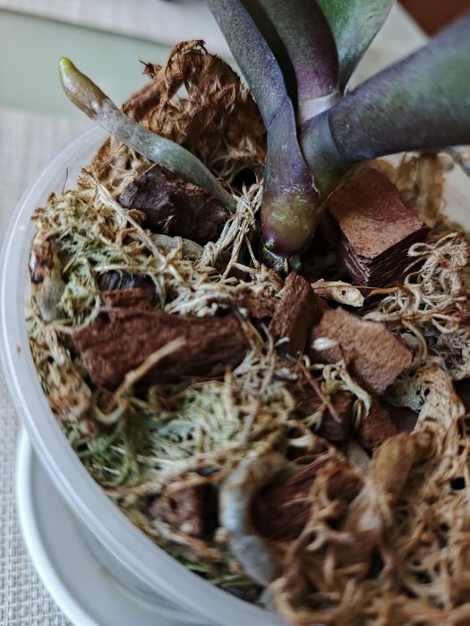 Орхідея сорт Canary