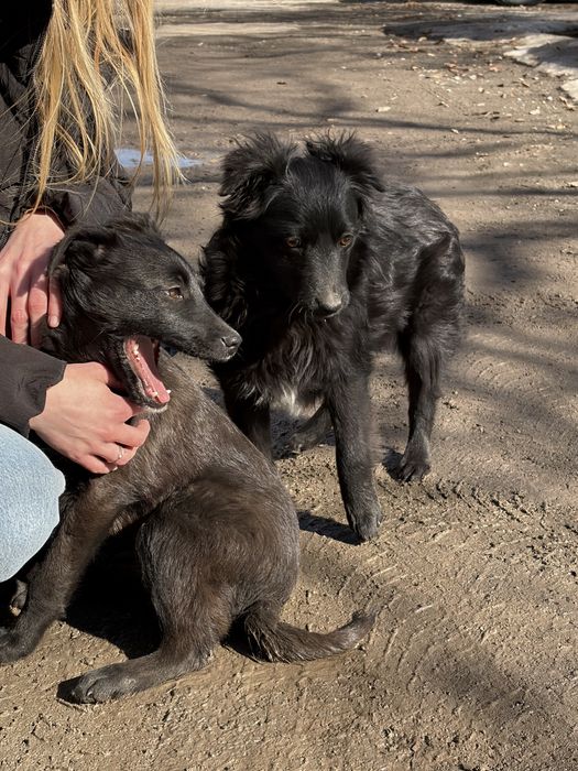 Гарне цуценя дівчинка в добрі руки