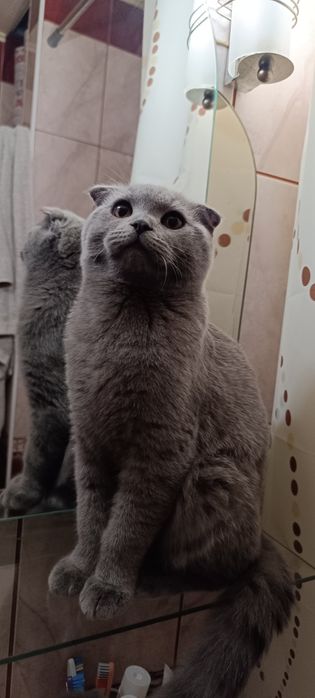 Вісловухий шотландець чекає на кішку