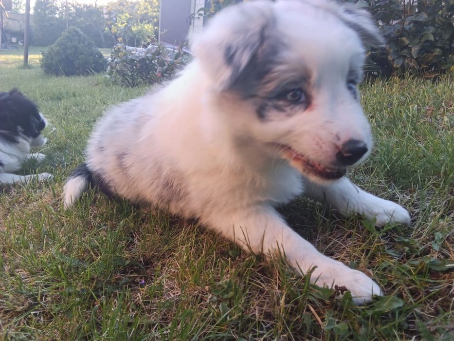 Border Collie szczeniak