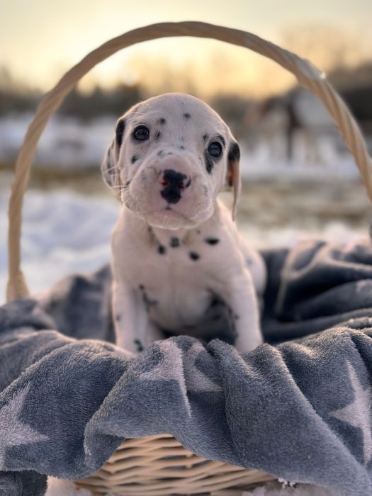 Dalmatyńczyk - sunia.