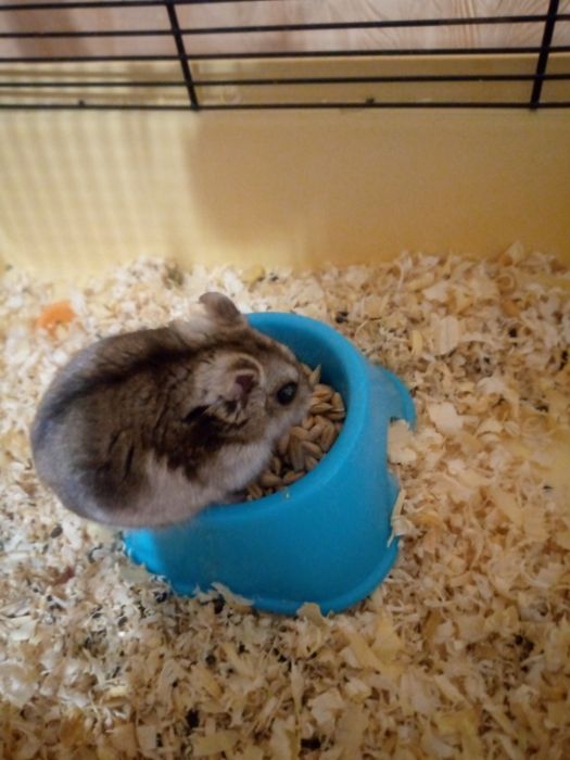 Хомячки Кременчуг